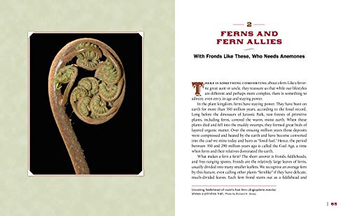 Bizarre Botanicals: How To Grow String-Of-Hearts, Jack-In-The-Pulpit, Panda Ginger, And Other Weird And Wonderful Plants #TOP6