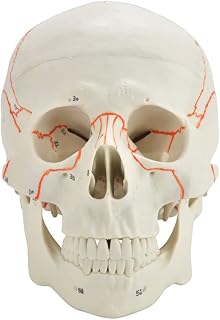 Classic Numbered Human Skull Model, Skull Anatomical Model for Medical Student Human Anatomy Study Course, Skull Models with Painted Sutures