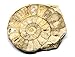 Limestone Ammonite Fossil Jurassic Great Britain 16995
