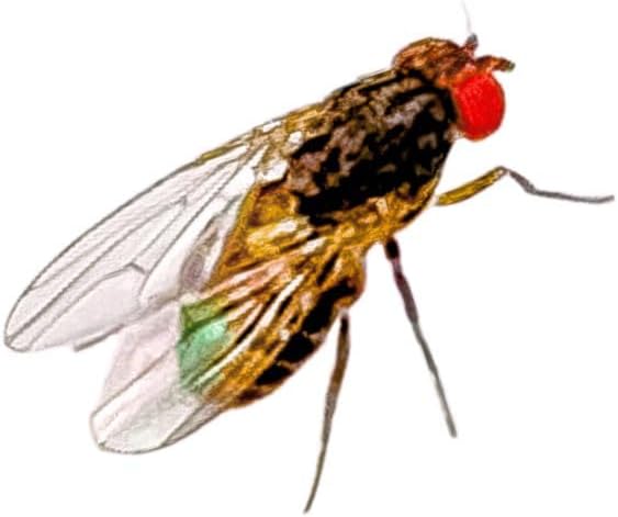 Creation Cultivated 32oz Fruit Fly Culture, Live Feeder Insects & Flightless Fruit Flies for Dart Frogs, Praying Mantis, Jumping Spider Food, Geckos & Lizards, (Golden Drosophila Hydei Flightless)