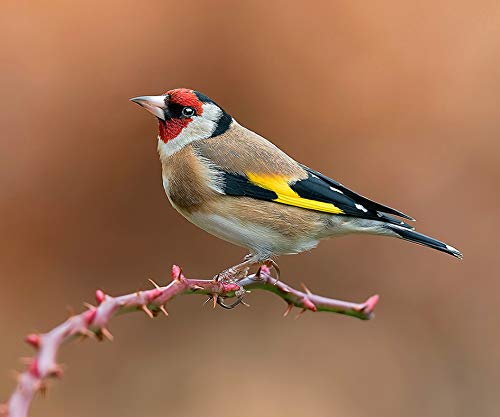 ジョンヒョン 写真集 写真、マウスパッド ジョンヒョン 写真集 写真、マウスパッド