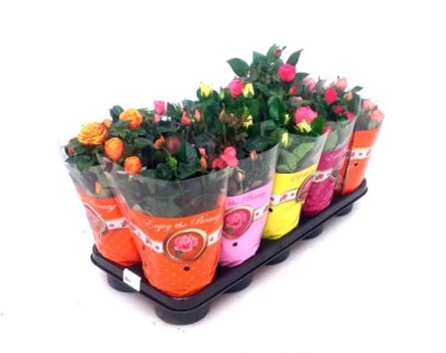 Pack de 10 Rosal miniatura en macetas. Altura 25-30 cm. Variados. Decorar con rosales miniatura embellece el hogar, purifica el aire y aporta un toque natural y elegante.