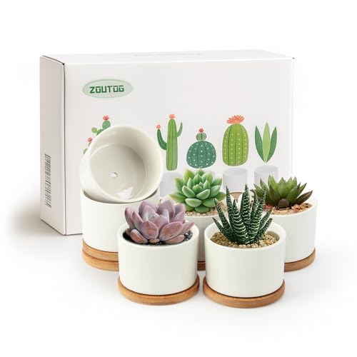 Comparison: Best Pot For Succulent 10 ZOUTOG Succulent Pots 3.1 Inch,6 Pack Succulent Planters,Small Pots for Plants with Drainage and Tray,White Ceramic Flower Planters for Indoor Plants,Home,Office,Desk
