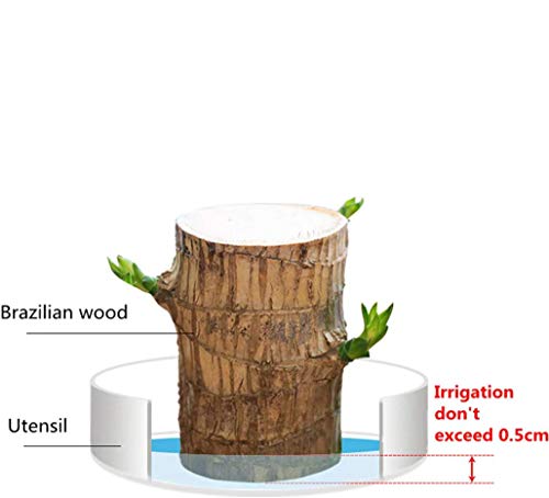 1Pc Mini Brazilian Wood Potted Plants Clean Air Lucky Wood Plant Pot Hydroponic Plants Hydroponic Tree Stump Desktop Plants 6-6.5 cm in Diameter Brazilian Wood + Groot + Base, Brazil Iron Ornaments