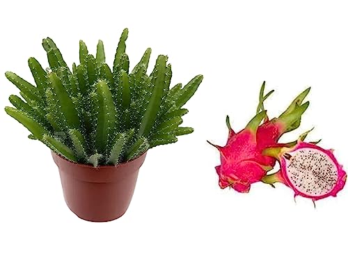 HYLOCEREUS UNDATUS - Dragon Fruit Tree - Pitaya Plant in 12cm Pot