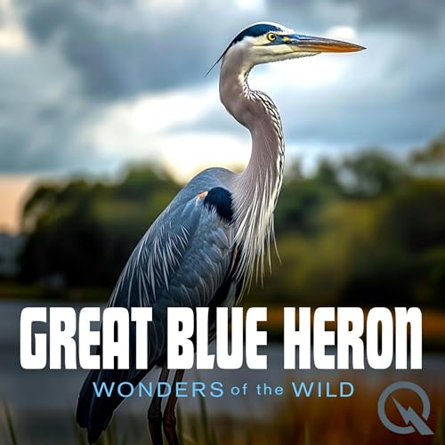 『Great Blue Heron』のカバーアート