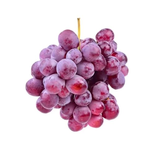 AMK Jardinagem e Paisagismo, Muda de Uva Rosada 50 a 80cm AMK - Plantas Online