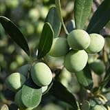 L’Ulivo Cipressino (Olea europaea – Cipressino) è una varietà originaria della Sardegna, conosciuta per il suo portamento elegante e slanciato che ricorda la forma di un cipresso. È molto apprezzato sia come pianta ornamentale per giardini e viali, sia per la sua buona produttività e per l’olio fruttato e delicato. È una cultivar robusta, resistente ai venti e ideale per zone costiere, perfetta per chi desidera un ulivo decorativo e produttivo allo stesso tempo. Caratteristiche della pianta * Varietà: Cipressino * Portamento: eretto e sl