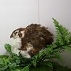 Celadon Coturnix Quail Fertile Hatching Eggs, 12 Count - or Sustainable Hatching and Farming