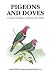 Pigeons and Doves : A Guide to the Pigeons and Doves of the World
