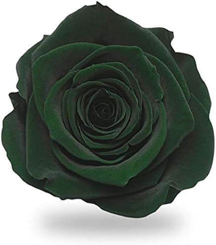 Amorosa TI-GRE-02 Preserved Flowers, Tiera, Persian Green, 6 Flowers