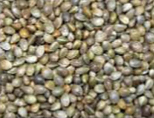 Semilla Cañamon pequeño para Todo Tipo de Aves, Canarios periquitos agaporni NINFA, etc. Bolsa 10 kg