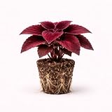 PLANT NOOK Coleus ‘Ox Blood’ Live Plant Starter Plug 2-Pack | Deep Burgundy Leaves with Golden Edges | Sun to Shade Foliage Plant for Dramatic Containers