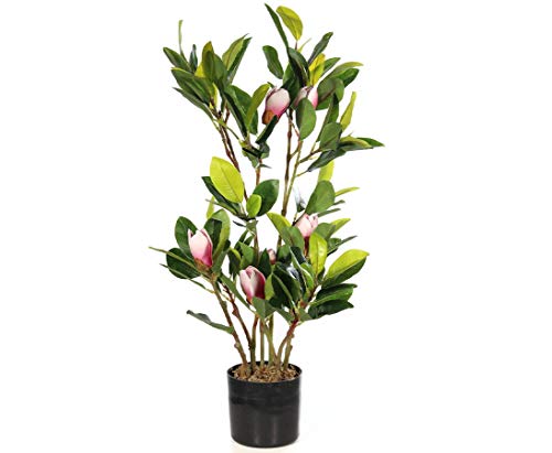 Kann Man Magnolie Im Topf Halten Magnolie Im Topf – Die 15 besten Produkte im Vergleich - Hausbauberater