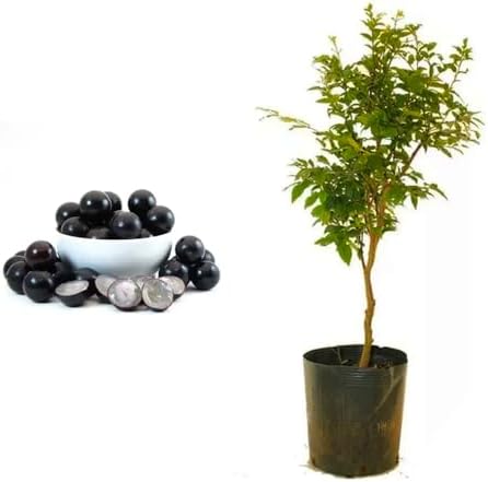 Muda de Jabuticaba Olho de Boi 20 a 40cm AMK - Plantas Online