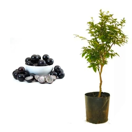 Genérico, Muda de Jabuticaba Olho de Boi 20 a 40cm AMK - Plantas Online