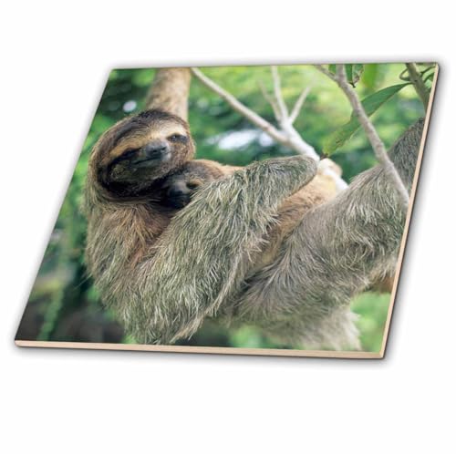 3dRose Three-Toed Sloth Wildlife, Corcovado Np, Costa Rica - SA22 Ksc0137 - Kevin Schafer - Ceramic Tile, 4-Inch (ct_87218_1) 3dRose Three-Toed Sloth Wildlife, Corcovado Np, Costa Rica - SA22 Ksc0137 - Kevin Schafer - Ceramic Tile, 4-Inch (ct_87218_1)