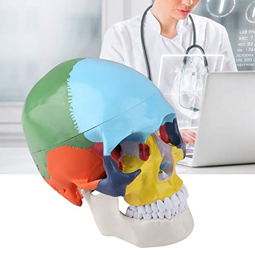 Crâne coloré didactique avec os à code couleur et mâchoire mobile articulée