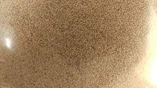 5 lb. Timothy (Climax) Grass Seed, Deer/Wildlife Food Plot Seed, Cover Crop, Hay Production