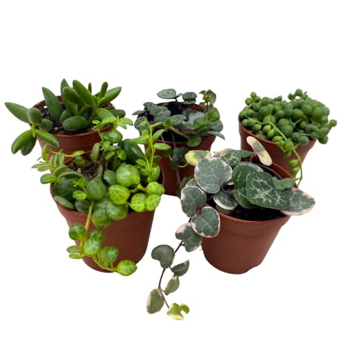 BubbleBlooms Succulent Strings Set of 5 Different String Plants in 2 inch pots Grower's Choice Includes Variegated String of Pearls
