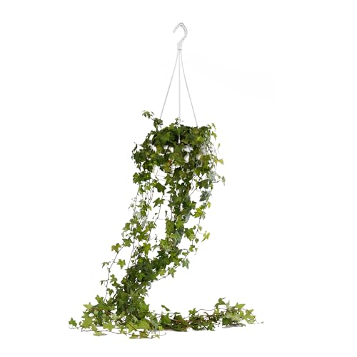 Hiedra Helix Eva - Planta Natural - Interior y Exterior - April Plants - Altura: 100-120 cm