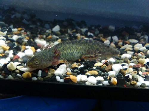 ウーパールーパー 【マーブル】 安心飼育サイズ