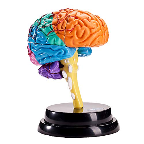 SXTYFBB Human Brain Anatomy Model - Human Organ Anatomical Model - Detachable Parts Brain Anatomical Model - For Study Display Teaching Medical Model,Lab Equipment