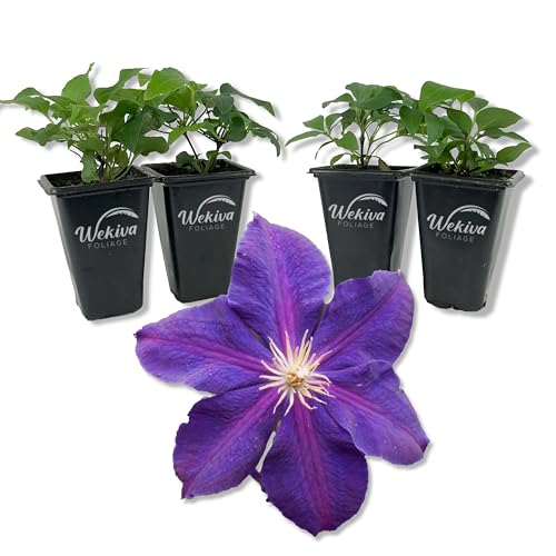 Clematis Jackmanii Superba Vine - 4 Starter Plants in Pots