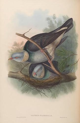 Peinture Poster Impression pour Décoration Murale de Salon, Thème Oiseau John Gould