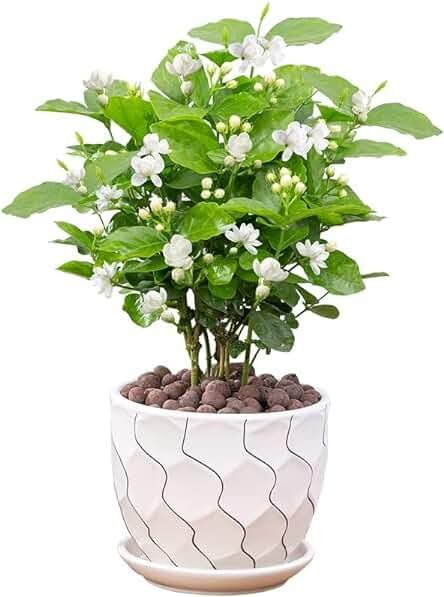 Jasmine Live Plant with Fragrant White Flowers in Pot | Sweet Fragrance, Indoor & Outdoor Use, Worship & Home Décor, White Blooms, Easy to Grow-image-27