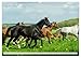 Elegant Horses - Exuberant and Carefree (Wall Calendar 2026 DIN A2 Landscape), CALVENDO Monthly Calendar: Horses in Trot and Gallop on the Paddle