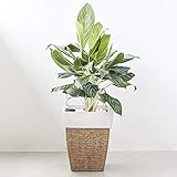 Vifah Martha 14 x 14 x 18 Square Wicker Smart Self-Watering Planter in Sandy Brown