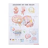 Photo Gallery garozation poster anatomico cervello umano su tela, strumento didattico caratteri chiari per aula o ospedale, grafico educativo dettagliato