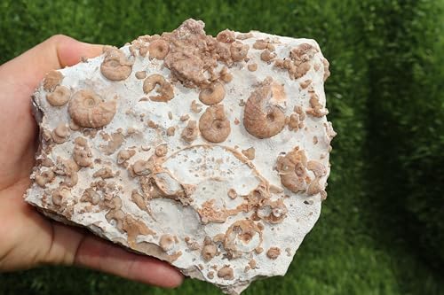 Image of Ammonites & Gastropods Plate Cretaceous Fossils Fossils from Morocco Fossil Rock ammonites Fossil from Morocco A193