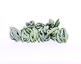 Live Succulent Cuttings – Succulent Cuttings in Bulk (Pack of 20) (Blue Chalk Stick Succulent Cuttings)