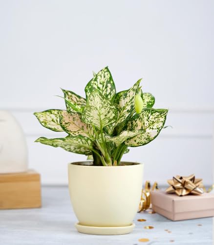 Image of Nurturing Green Aglaonema Eileen Plant in Ivory White Ceramic Pot | Gifting Exotic Plants Indoor | Eco Friendly Gifts For Birthday | Gifts For Birthday Special Unique
