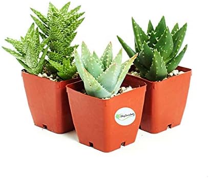 Shop Succulents | Alluring Live Plants, Hand Selected Variety Pack of Aloe in 3" Grow Pots| Collection of 3