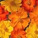 David's Garden Seeds Wildflower Lady Bird Dwarf Mixture D3287W (Multi) 500 Open Pollinated Seeds
