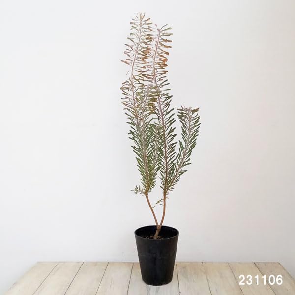 Amazon｜リューカデンドロン：パープルヘイズ 5号鉢植え*[冬に