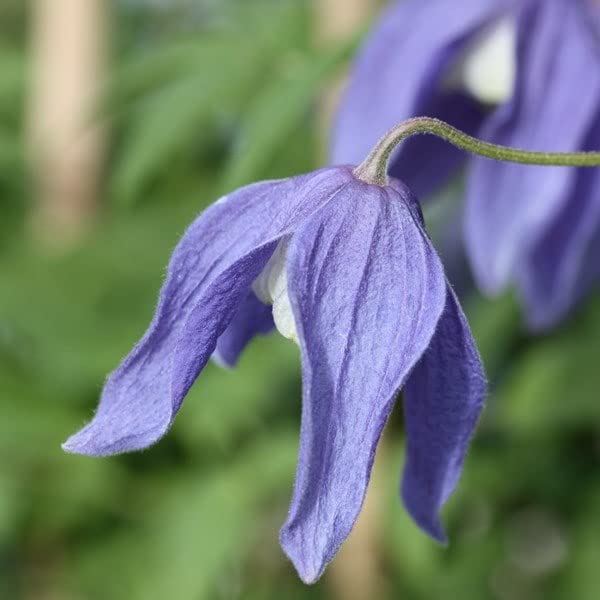 Plant Theory 60cm Cane Clematis Frances Rivis Purple Flowering Vine Climbing Plant 3L Pot