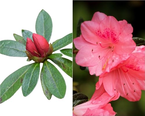 Planta natural Azalea flor Rosa. 20-30 cm. Arbusto ornamental muy apreciado por la belleza y abundancia de sus flores (según fecha). Segura Garden.