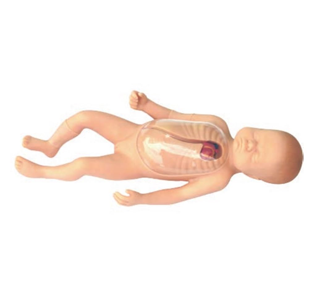 Modello di cateterizzazione venosa centrale per pratica medica, ideale per studenti, medici e infermieri, strumento di formazione anatomica