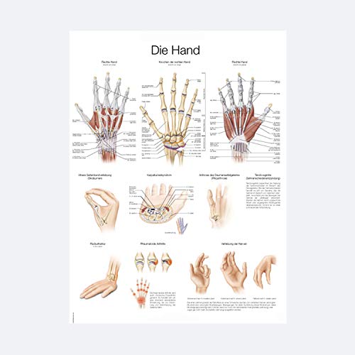 Anatomische Lehrtafel "Die Hand" | ca. 70 x 100 cm