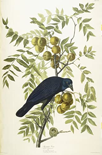 Affiche impression prints toile Corbeau de John Audubon salon 60x90
