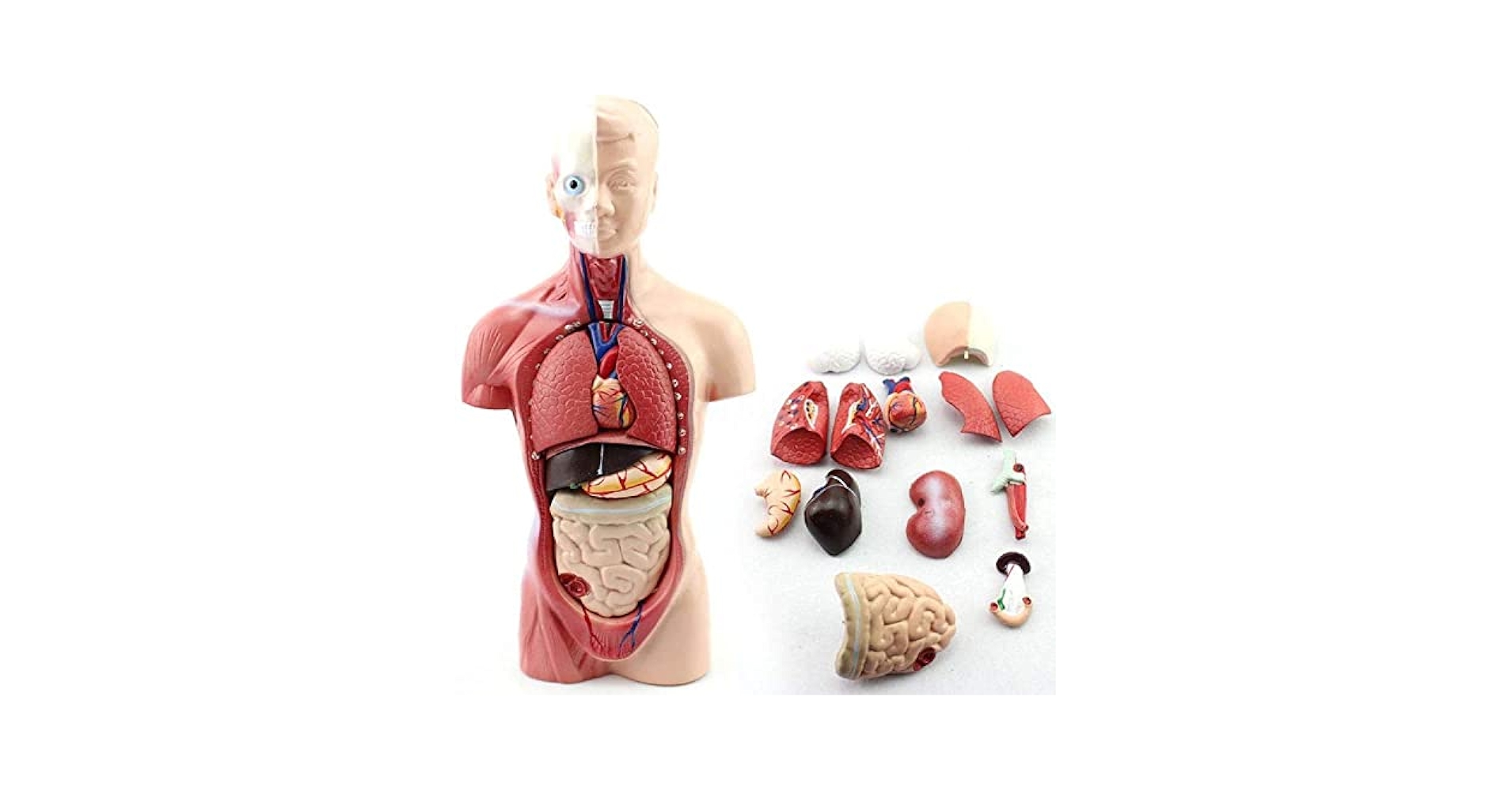 人体解剖学実習 京都科学 人体解剖学チャート(ポスターサイズ) リンパ系