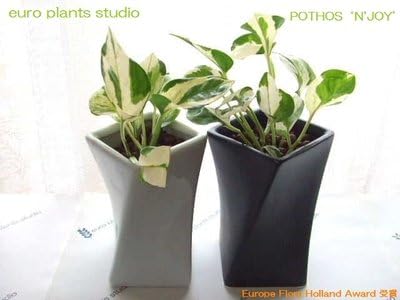 Amazon ポトス エンジョイ ホワイト ブラックツイストポット2セット Pothos N Joy White Black Twist Pot イテリア観葉植物 ハイドロカルチャーアレンジ 人工観葉植物 オンライン通販 Amazon ポトス エンジョイ ホワイト ブラックツイストポット2セット Pothos N Joy White Black Twist Pot イテリア観葉植物 ハイドロカルチャーアレンジ 人工観葉植物 オンライン通販