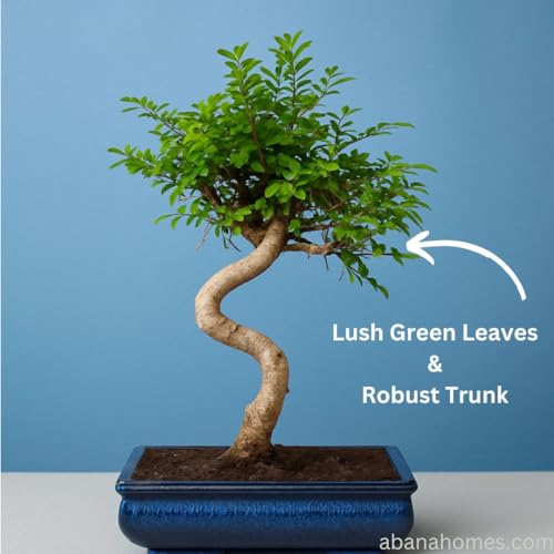 Image of Abana Homes 9-Year-Old Live Chinese Elm Bonsai Plant With Ceramic Pot | Easy To Maintain Unique Design Small Bonsai Tree for Indoor, Outdoor, Living Room, Office Desk, Balcony, Home Decor and Gifting