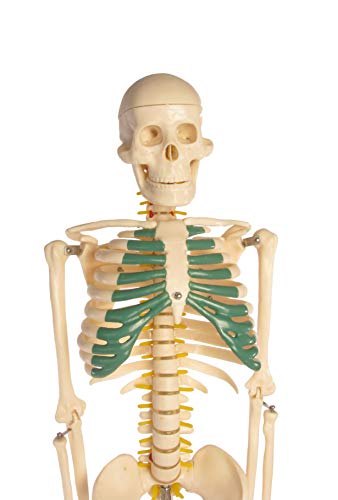 American Educational Skeleton Model With Nerves, 34" Height #TOP3
