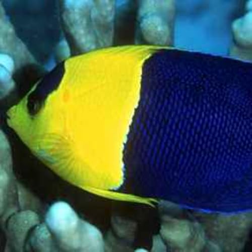 Facts: The Bicolor Angelfish