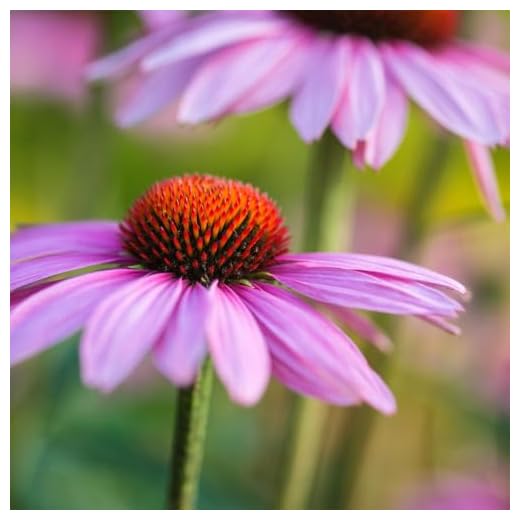 Echinacea purpurea ‘Rubinstern’ | Pink Coneflower Perennial | Butterfly & Bee-Friendly Garden Plant | Long-Flowering Cottage Garden Border Plant 9cm Pot x2 by Thompson & Morgan